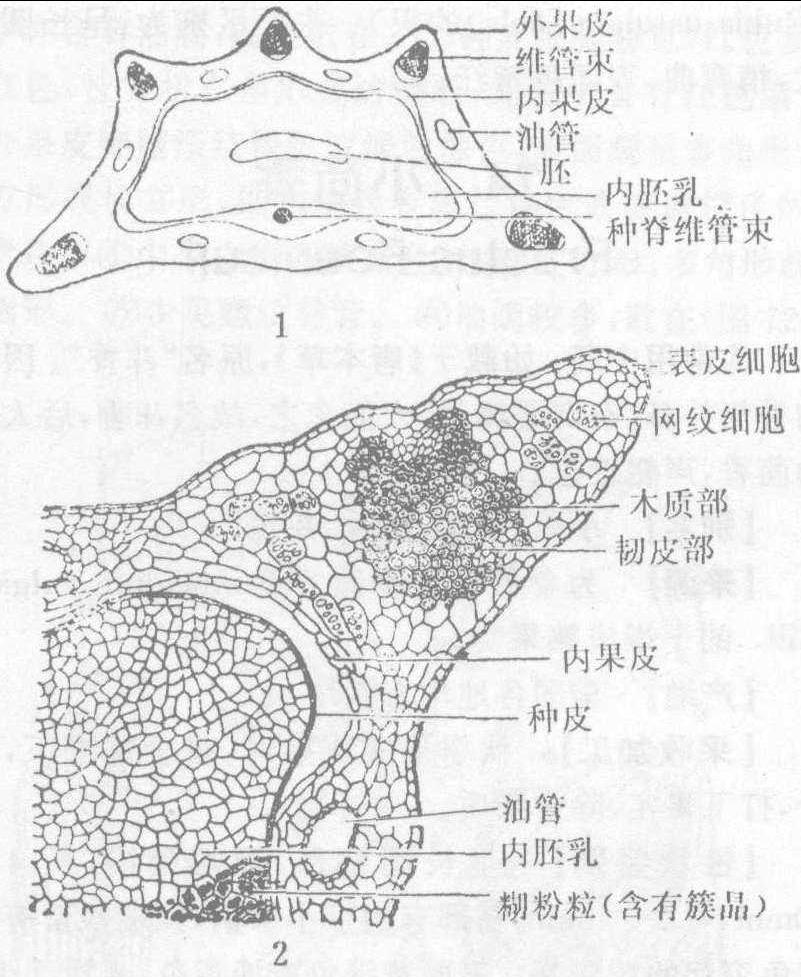 小茴香横切面结构简图图片
